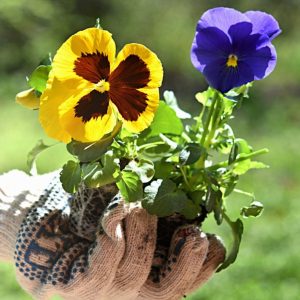 A gardener wearing a glove holding pansies in full bloom.