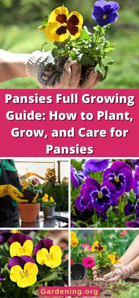 Pansies Full Growing Guide: How to Plant, Grow, and Care for Pansies pinterest image.