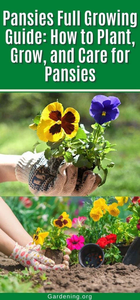 Pansies Full Growing Guide: How to Plant, Grow, and Care for Pansies pinterest image.