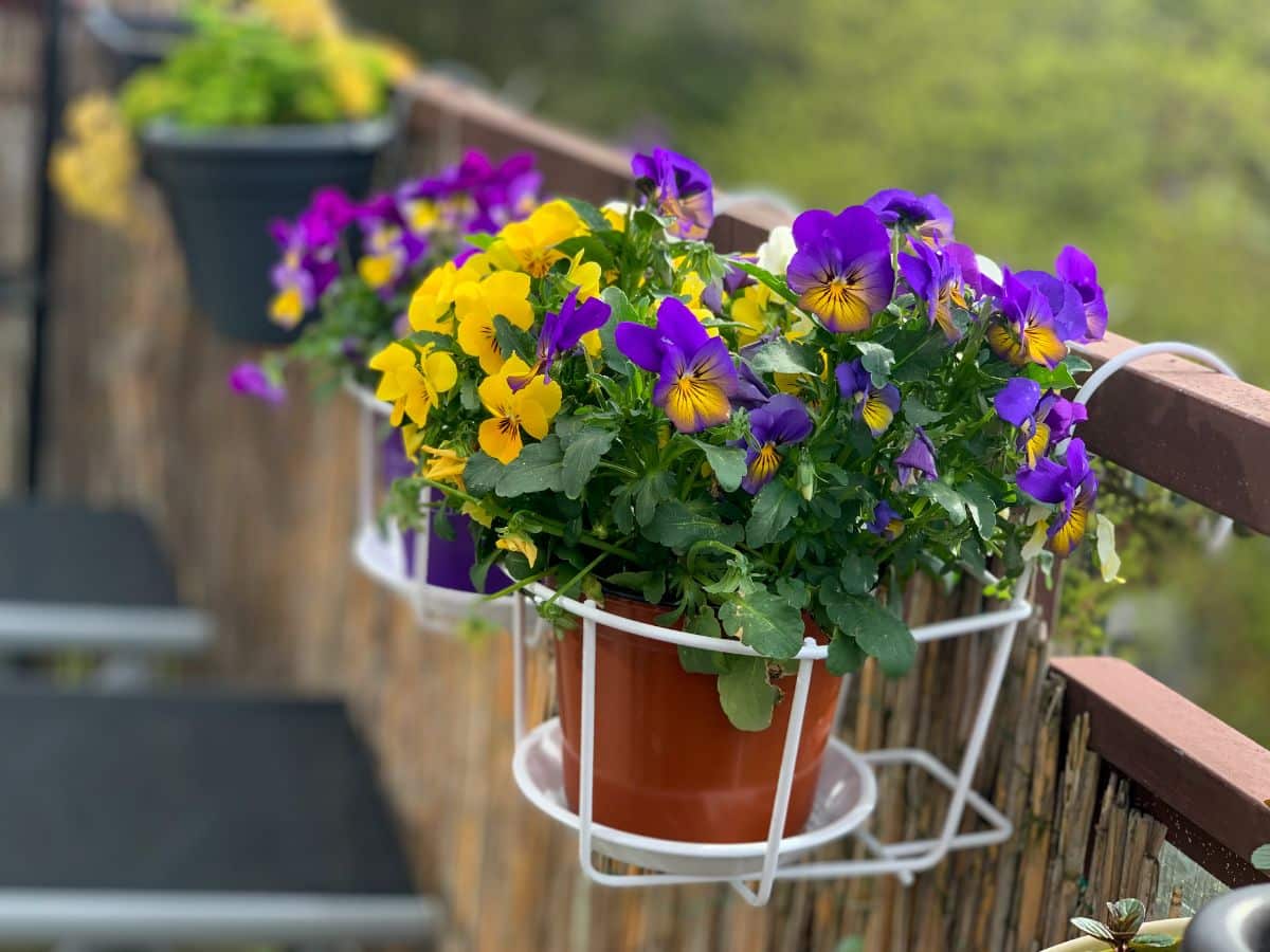 Pansies in containers hang on a deck railing