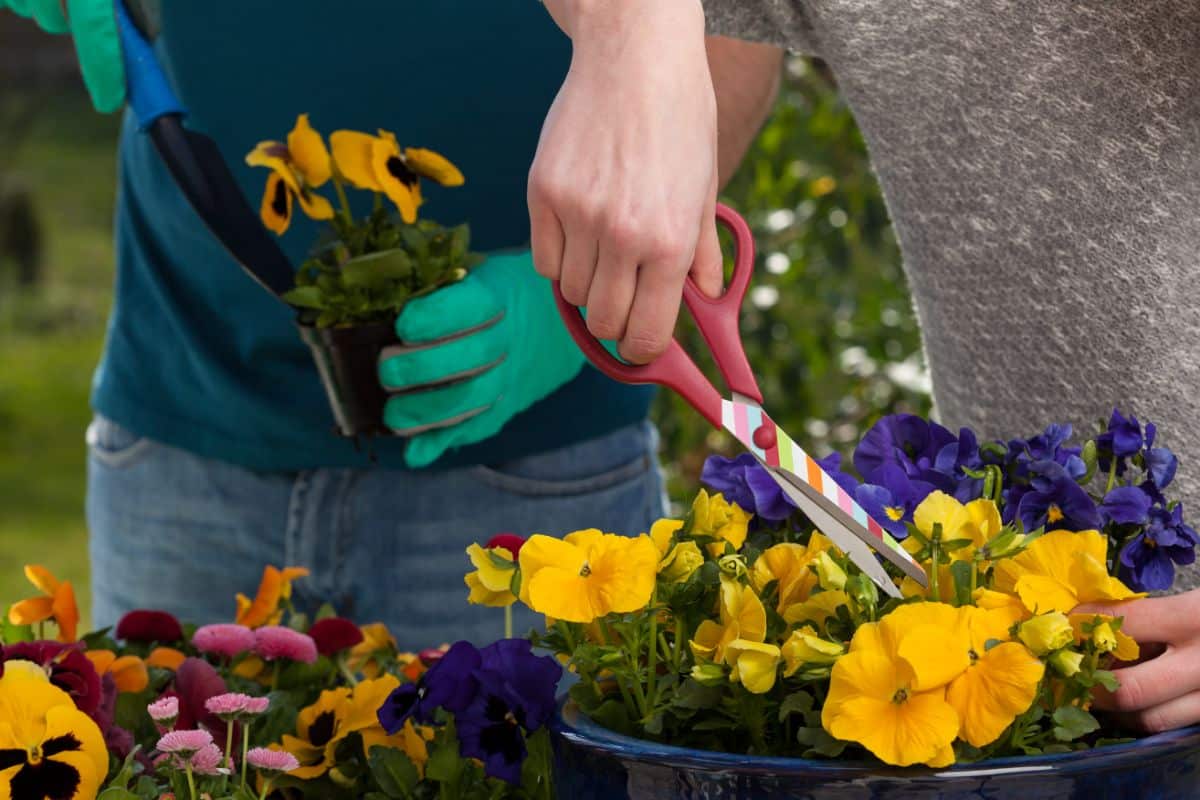 A gardener takes cuttings of pansy to root