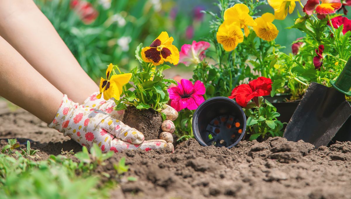 Pansies being planted in the ground