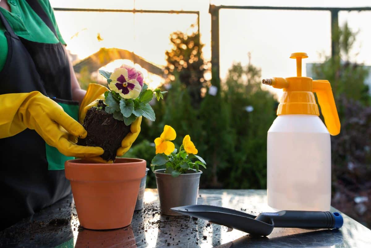 Pansies being planted as container plants