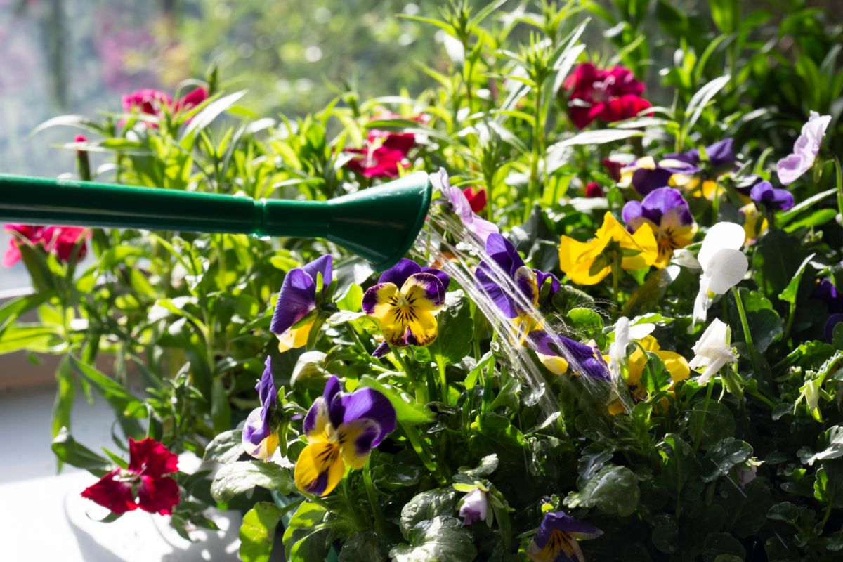 Pansies and violas are being watered