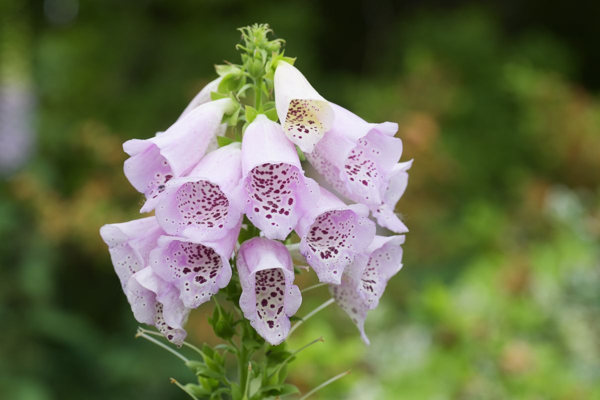 A white flowered, speckled variety of foxglove aka digitalis