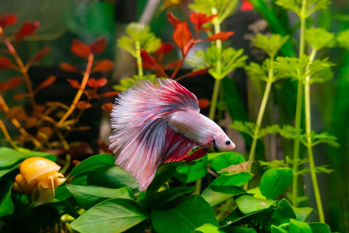 A fish swims in a tank with live aquatic plants