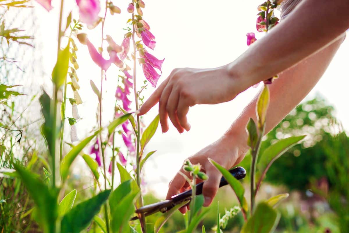 A person takes cuttings from a digitalis plant