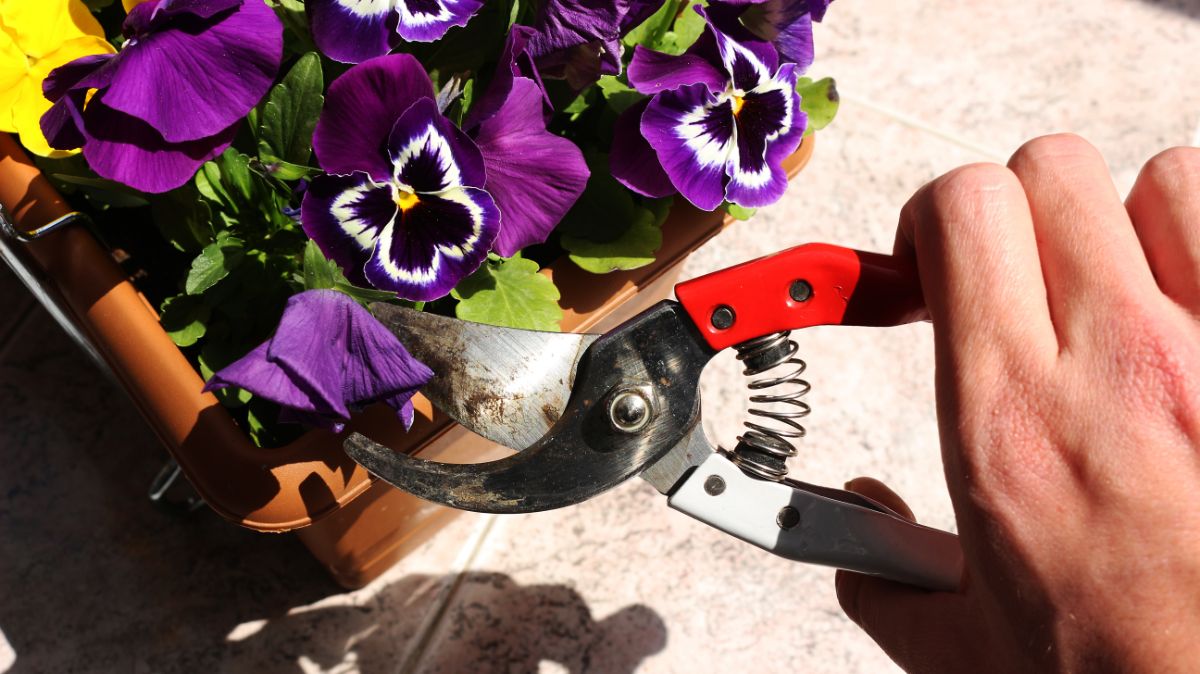 A gardener deadheads a pansy flower