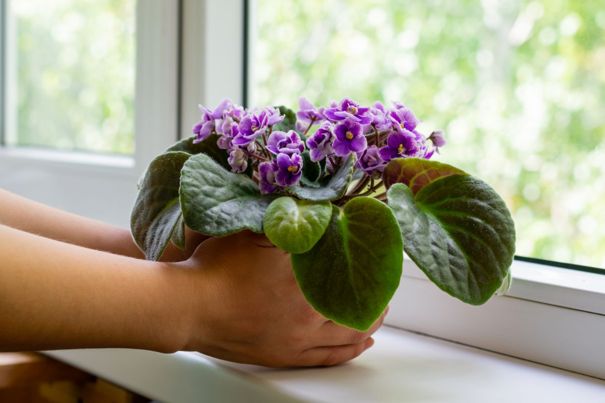 A woman sets a thriving African violet on a windowsill