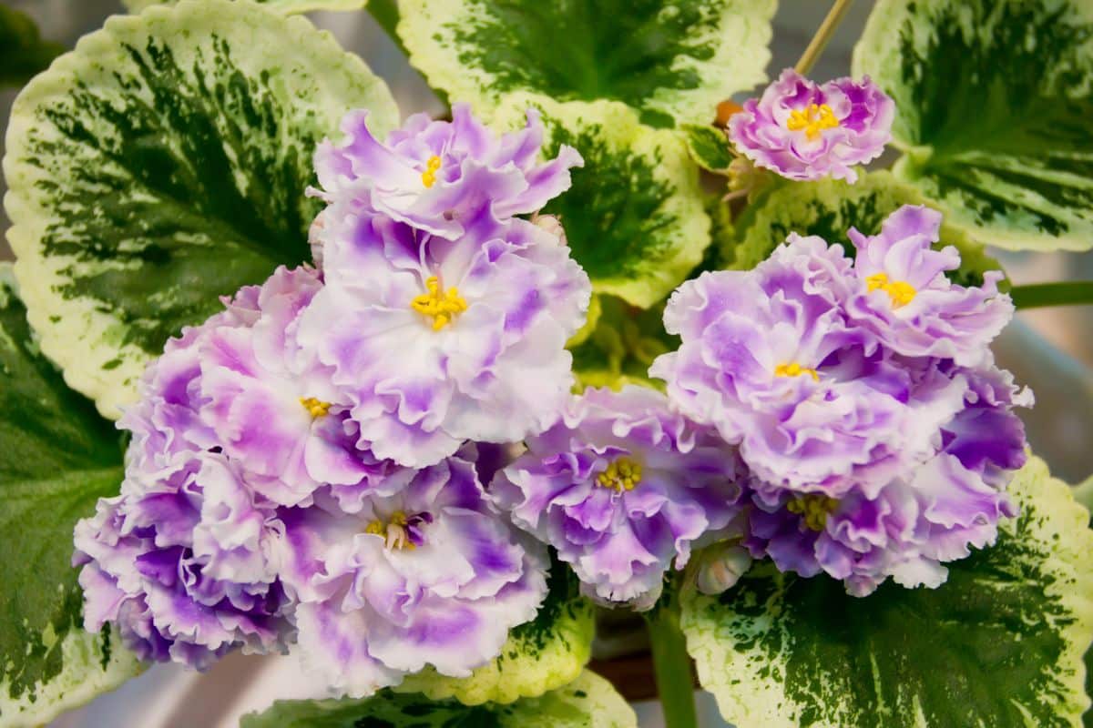 An African violet with variegated leaves and frilly double blossoms