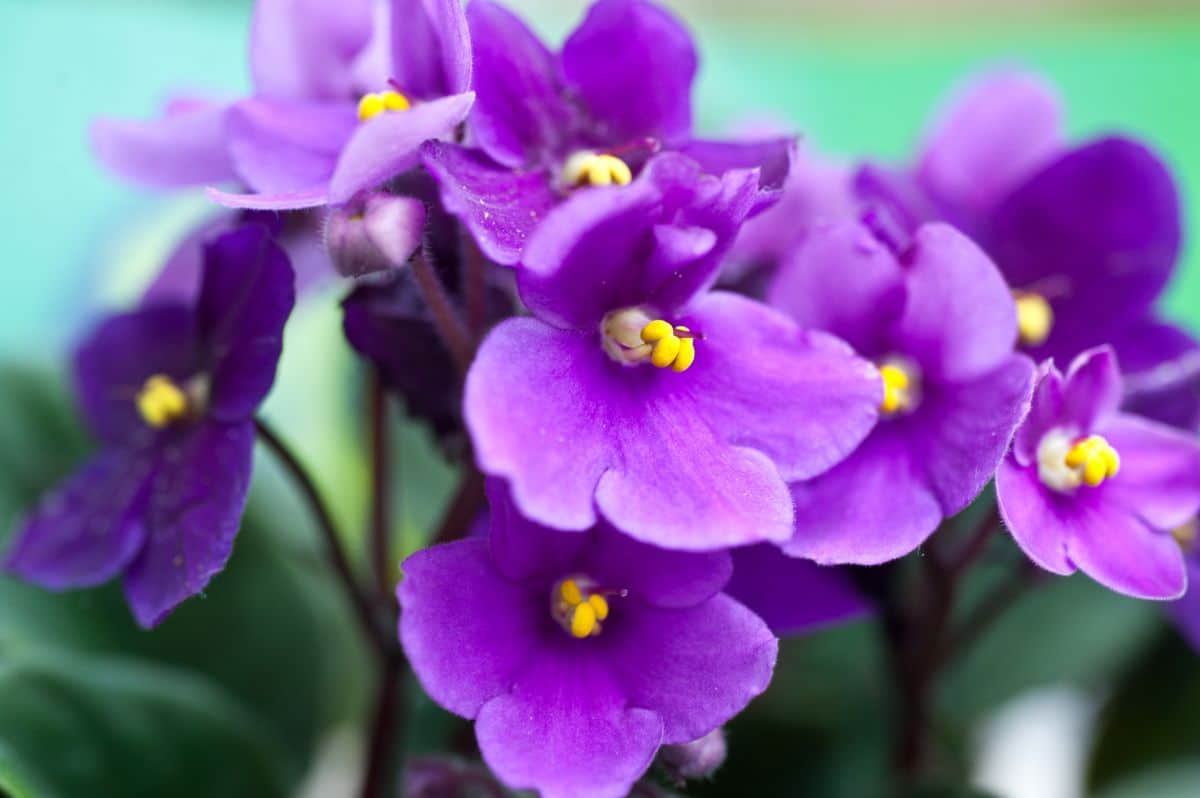 Purple African violet flowers with yellow centers