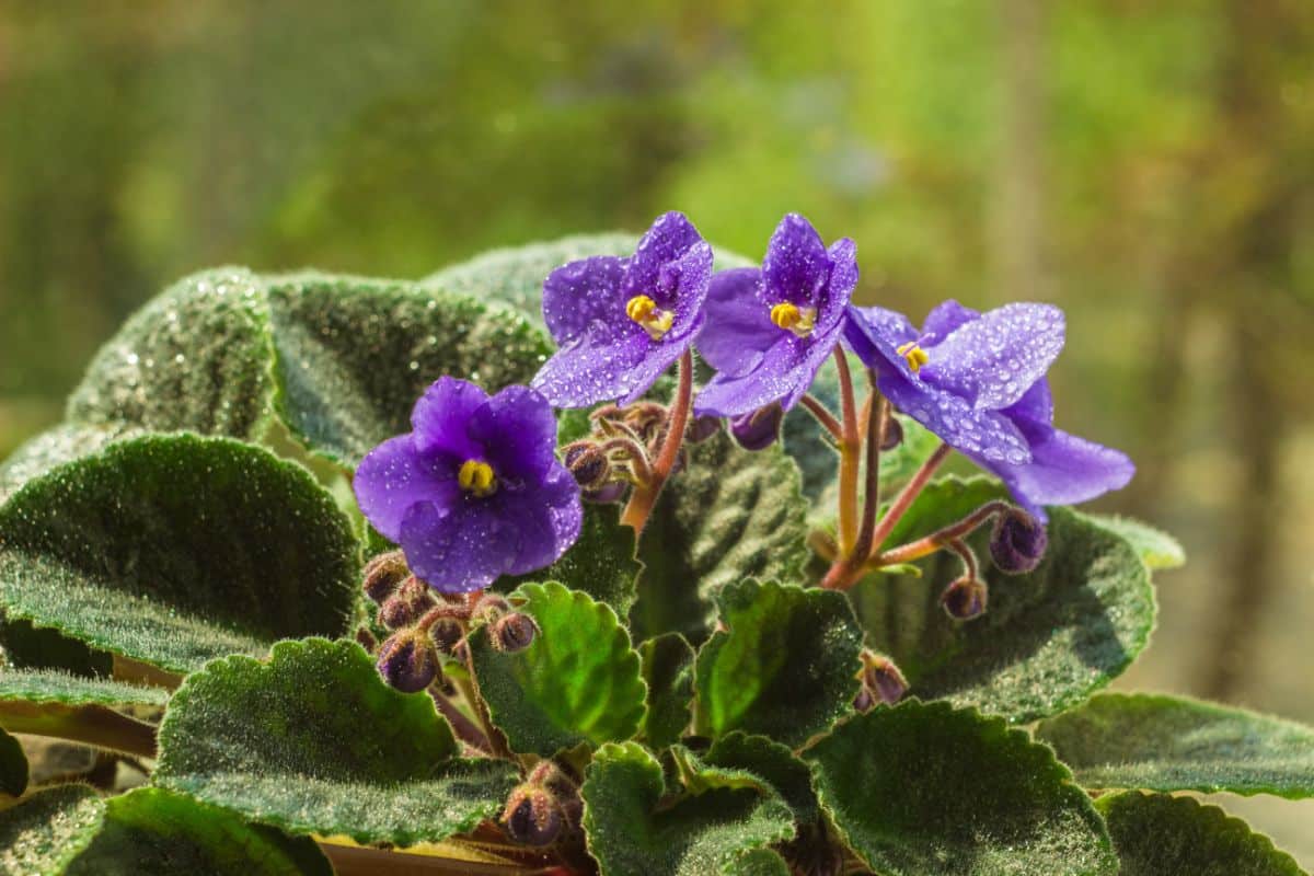 An African violet plant with buds and open blooms