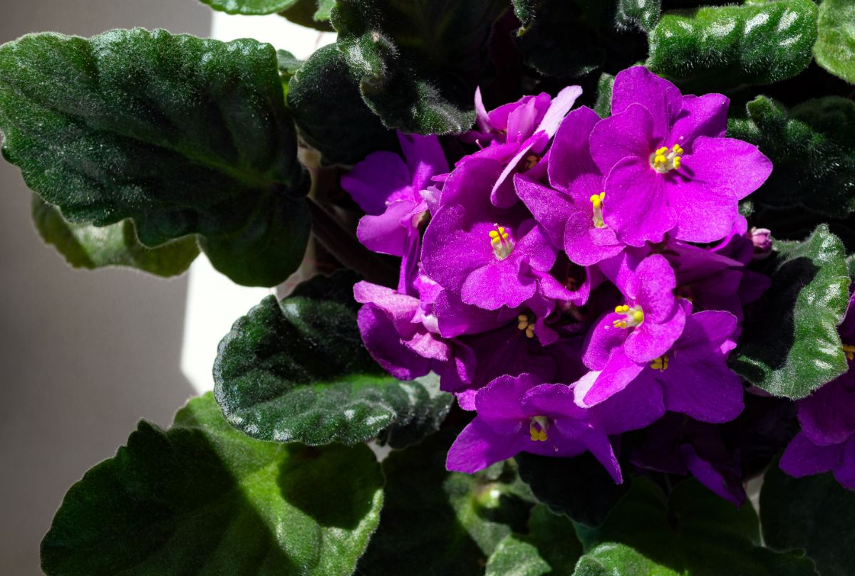 Sunlight falls on a blooming African violet