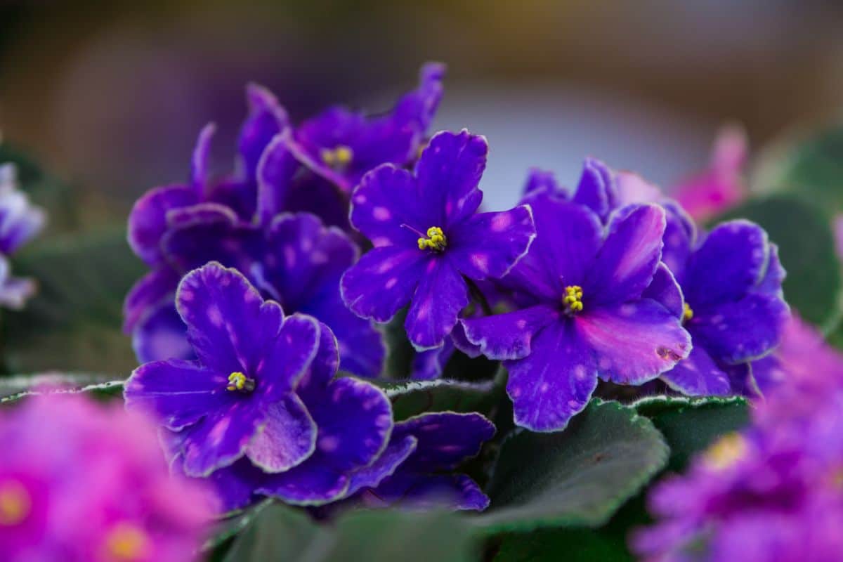 A purple African Violet with pink speckled flowers
