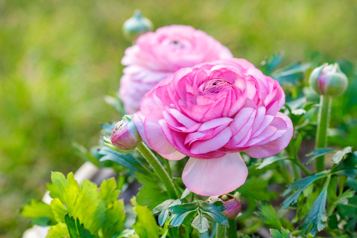 A pink rose-like ranunculus
