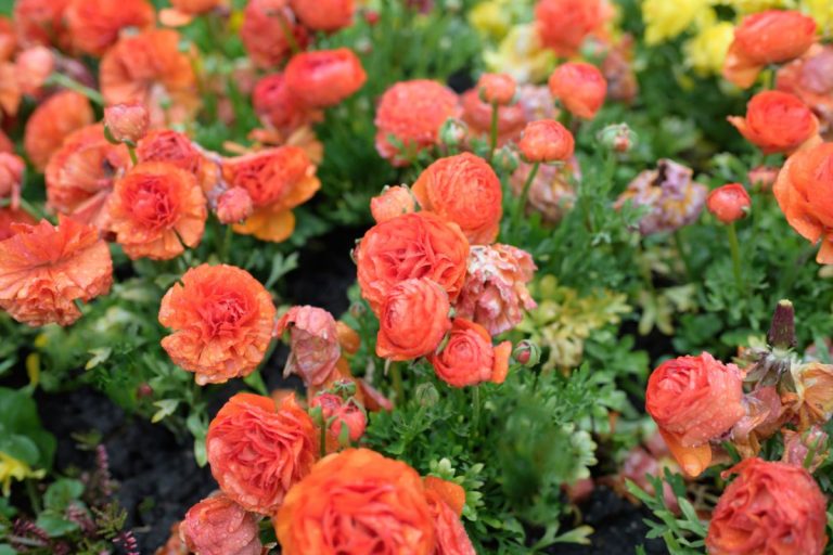 Buttercups (Ranunculus) Full Growing Guide (Plant, Grow, and Care)
