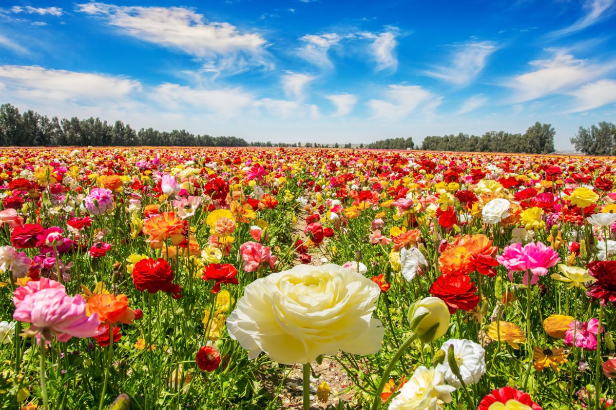 A field of ranunculus flowers