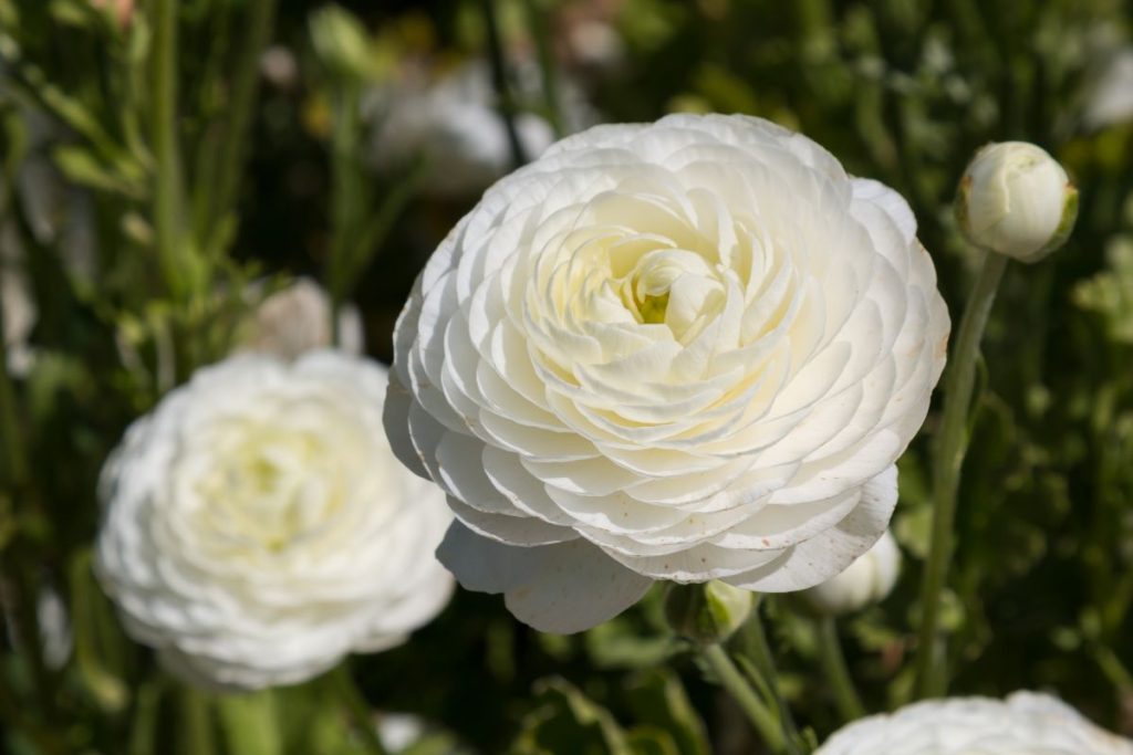 Buttercups (Ranunculus) Full Growing Guide (Plant, Grow, and Care)