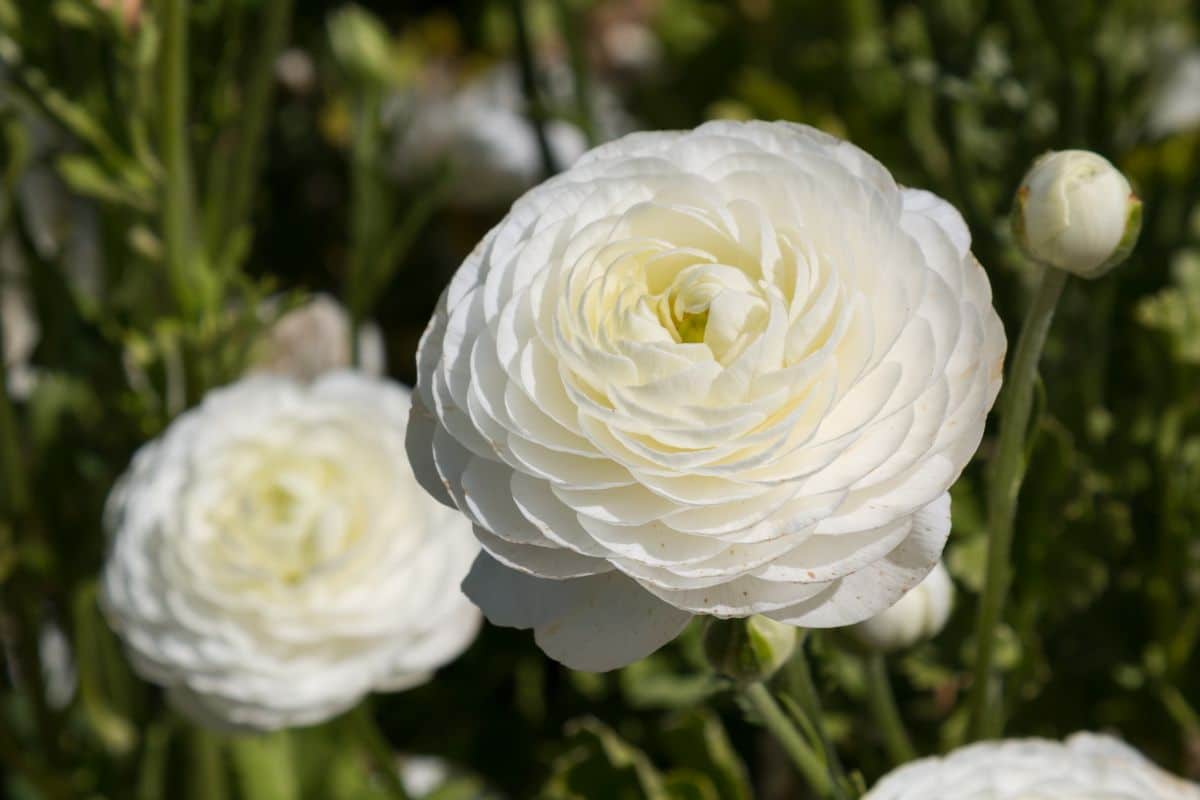 White ranunculus flowers