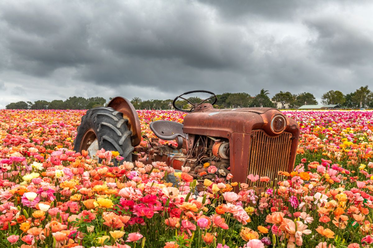 An old tractor surrounded by a field of ranunculus