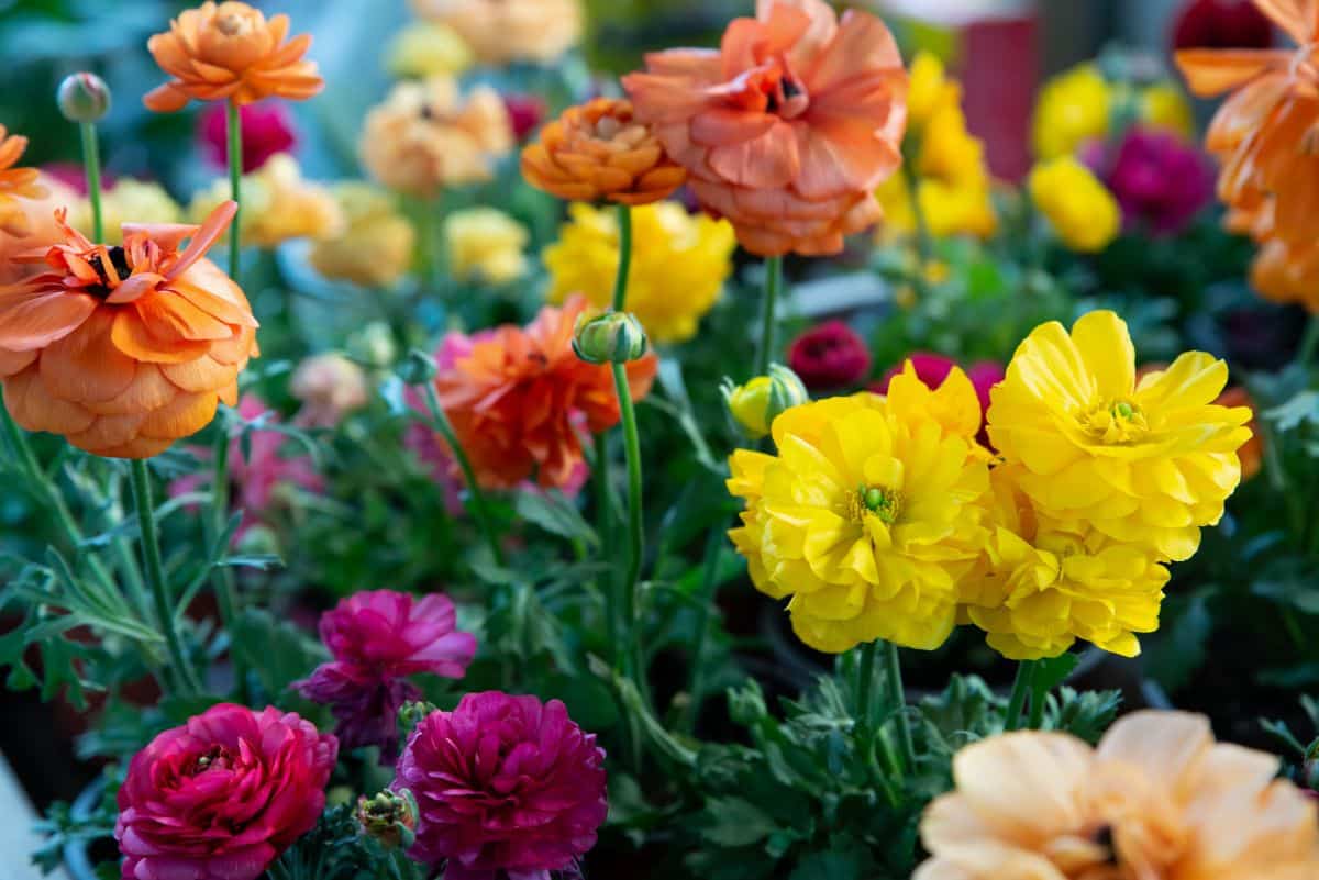 A variety of colorful ranunculus