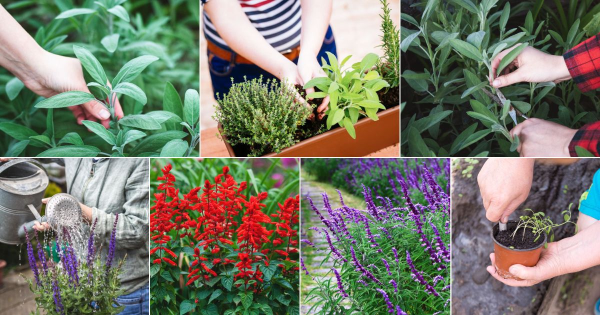 Sage Plants Full Growing Guide (Plant, Grow, and Care) - Gardening