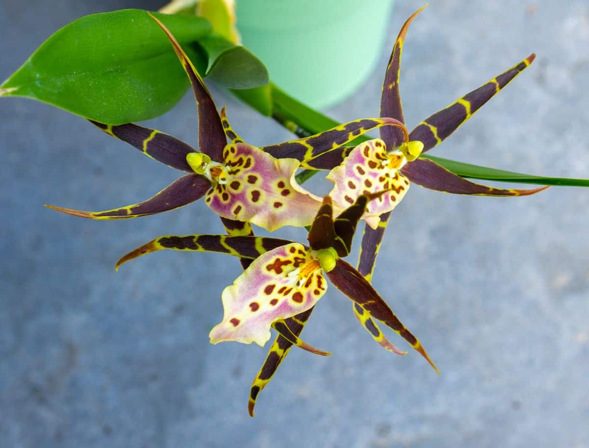 A highly unique orchid in bloom