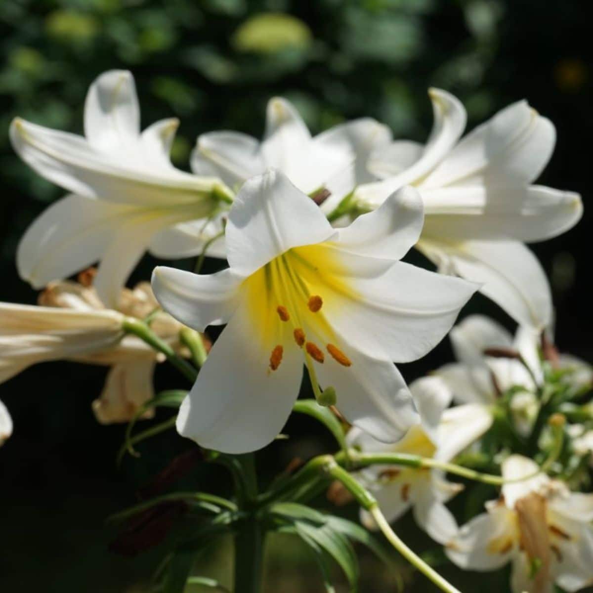 Beautiful true lillies in white bloom on a sunny day.