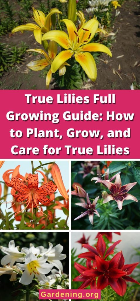 True Lilies Full Growing Guide: How to Plant, Grow, and Care for True Lilies pinterest image.