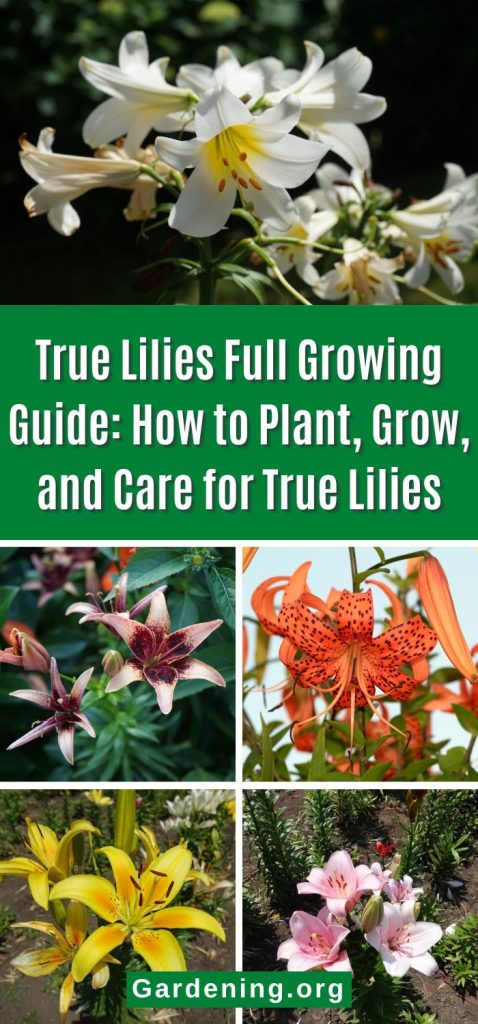 True Lilies Full Growing Guide: How to Plant, Grow, and Care for True Lilies pinterest image.