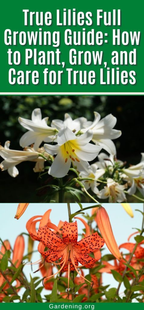 True Lilies Full Growing Guide: How to Plant, Grow, and Care for True Lilies pinterest image.