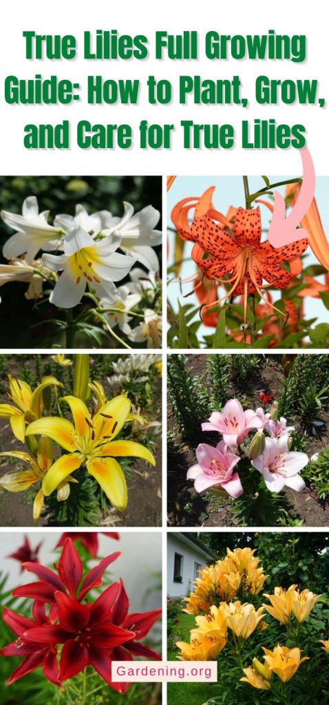 True Lilies Full Growing Guide: How to Plant, Grow, and Care for True Lilies pinterest image.