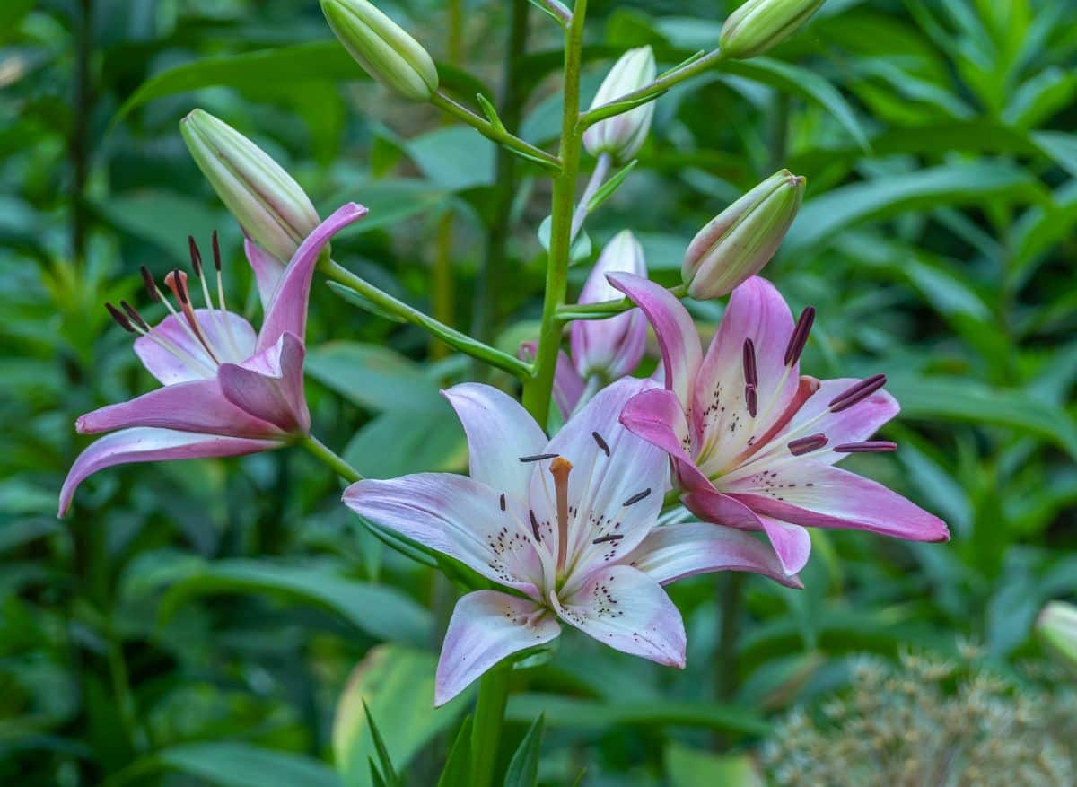 Lily flowers with darker pink petals bottoms