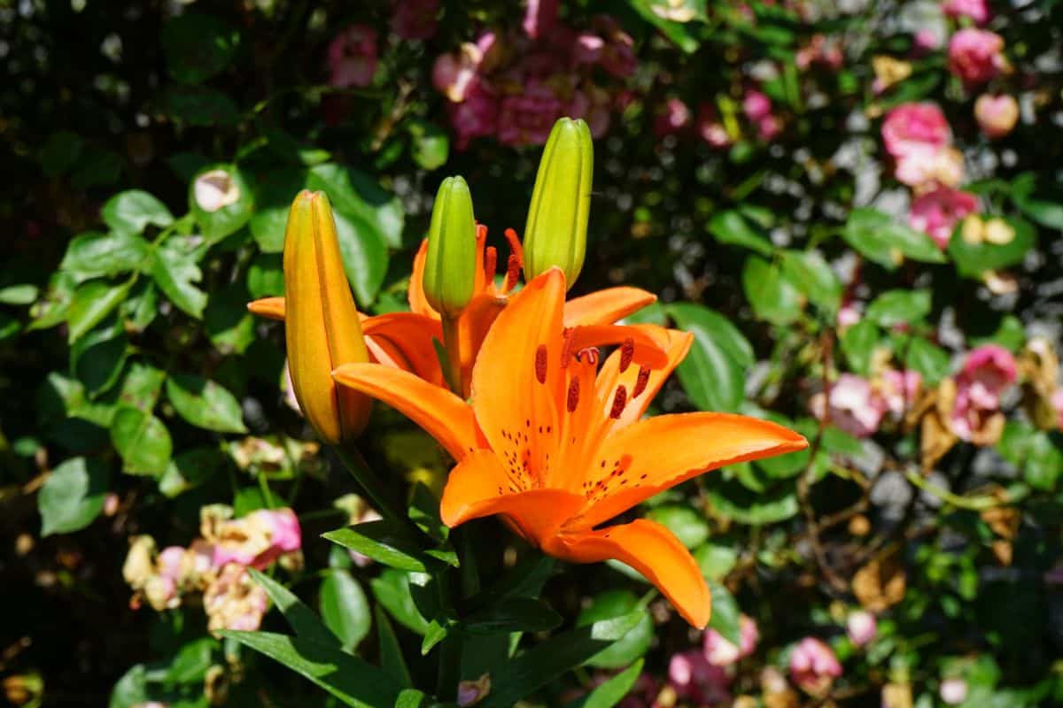 Classic bright orange lily flowers