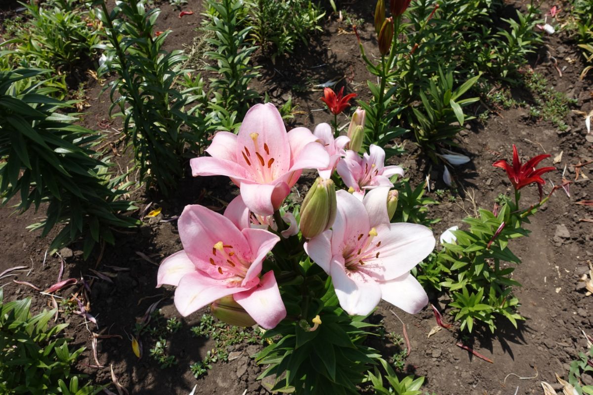 Pale pink lily flowers