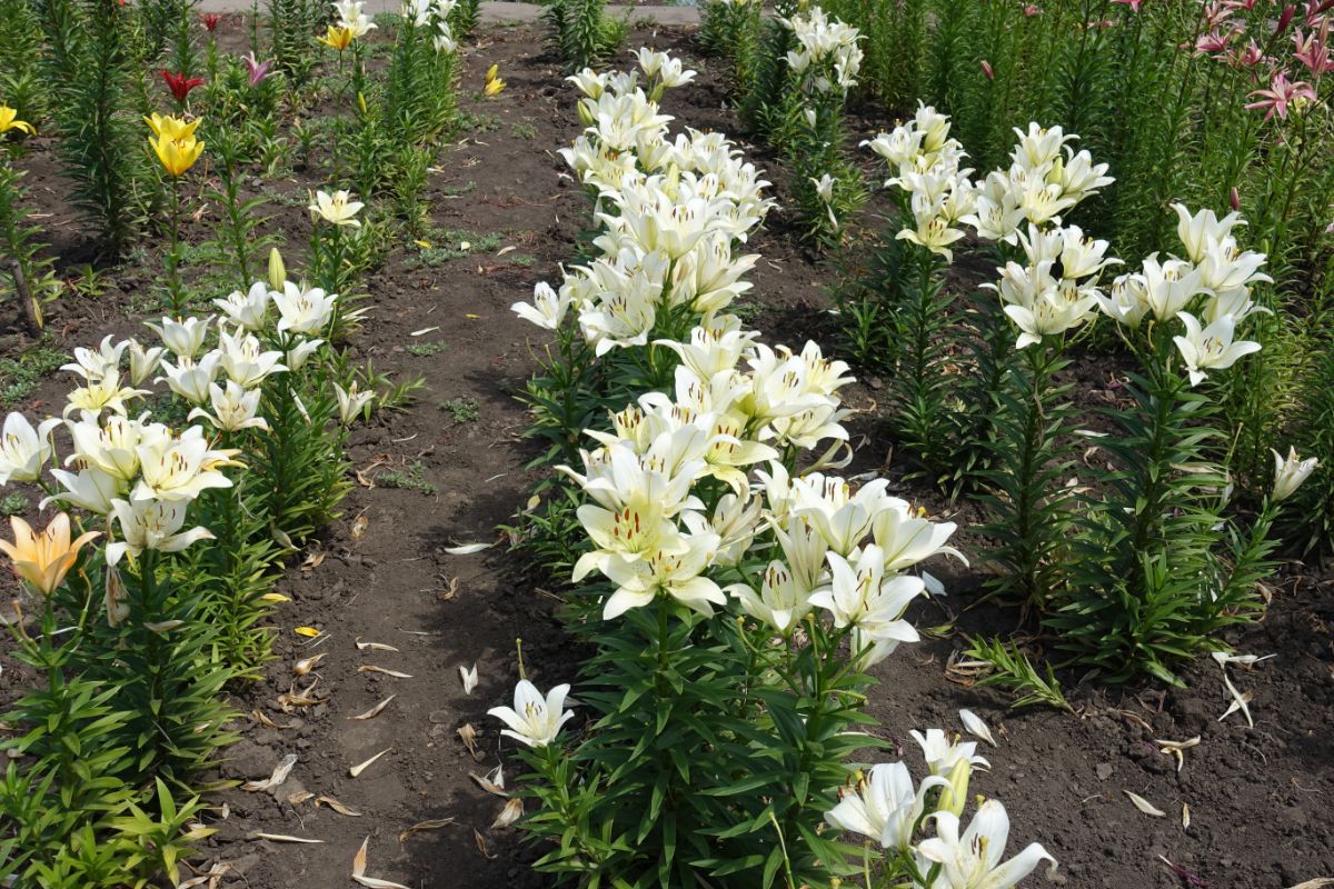 Lilies planted in rows in a garden bed