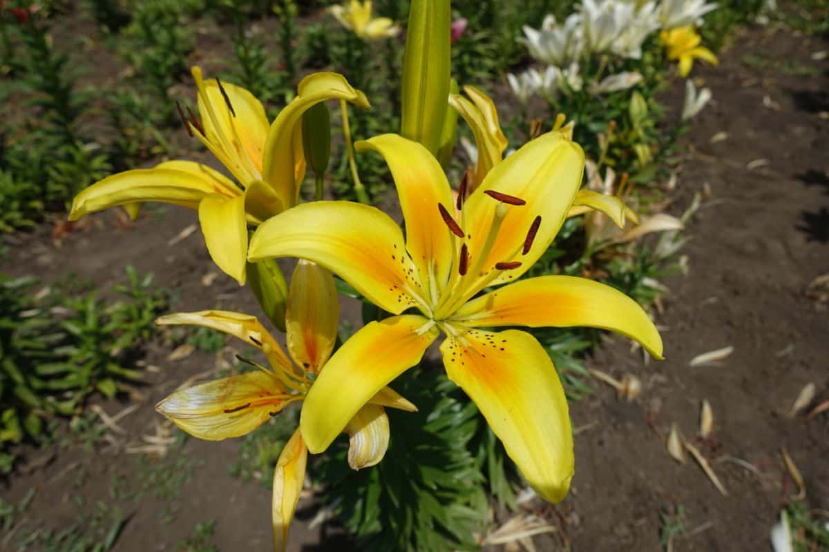 A big, bright yellow true lily flower
