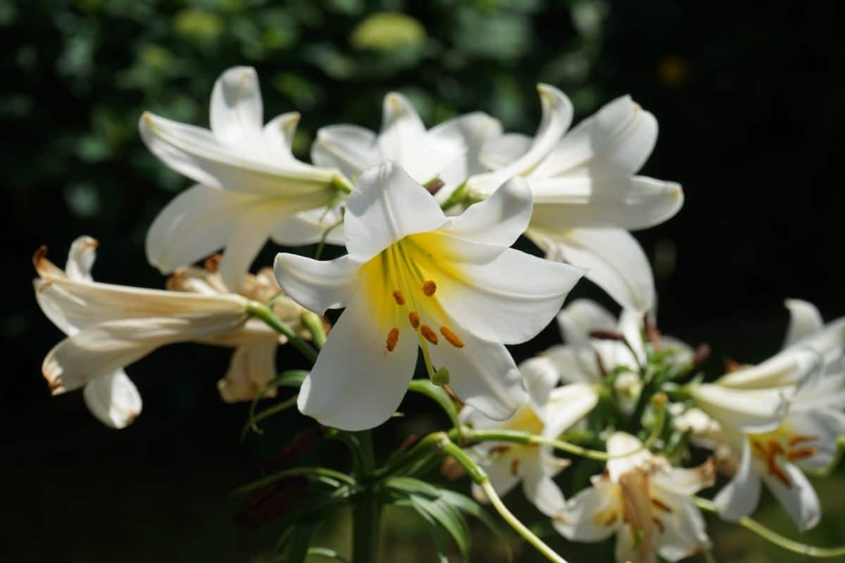 White lily flowers in bloom