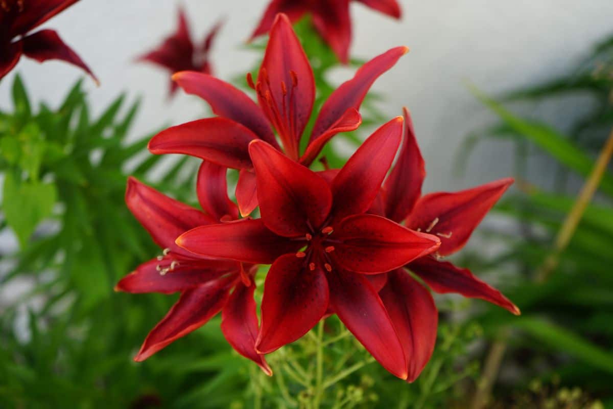 Several red lily flowers top a lily stalk
