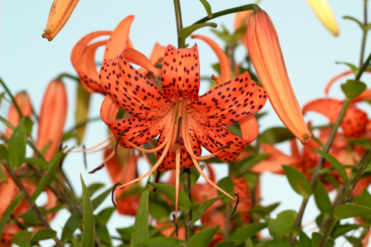 Orange spotted tiger lily flowers