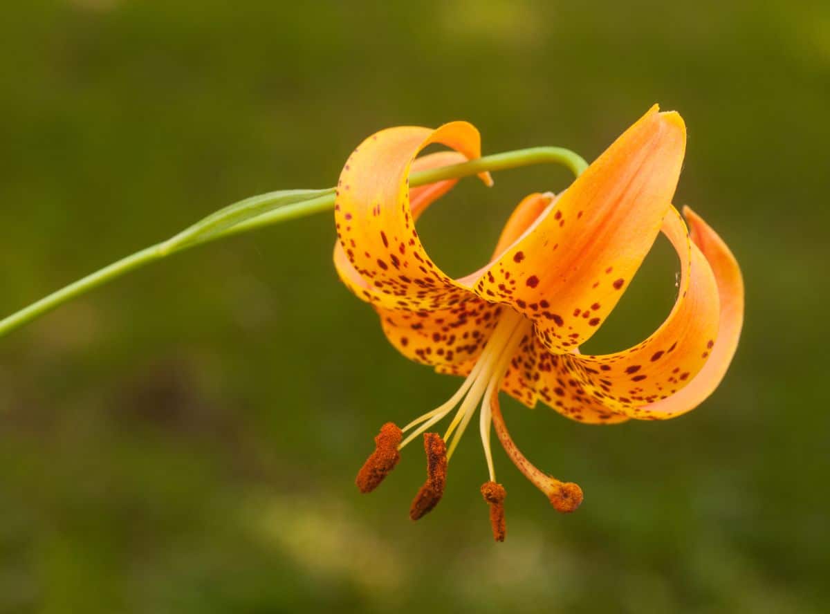 An orange tiger lily flower curls backward