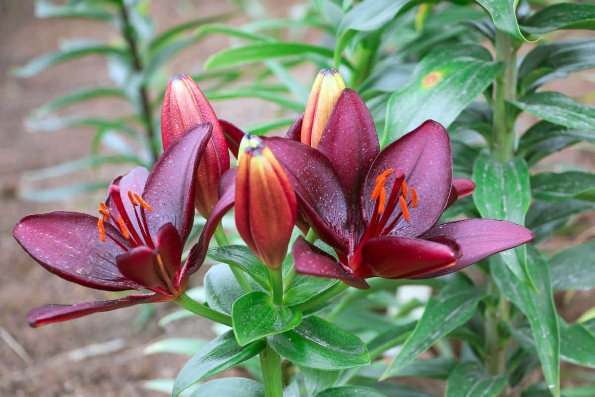 Burgundy colored lily flowers in bloom