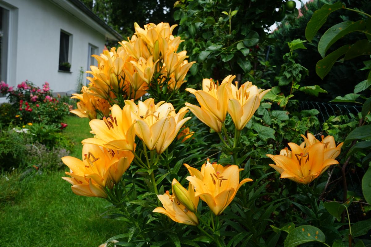 Large yellow lilies border a perennial bed