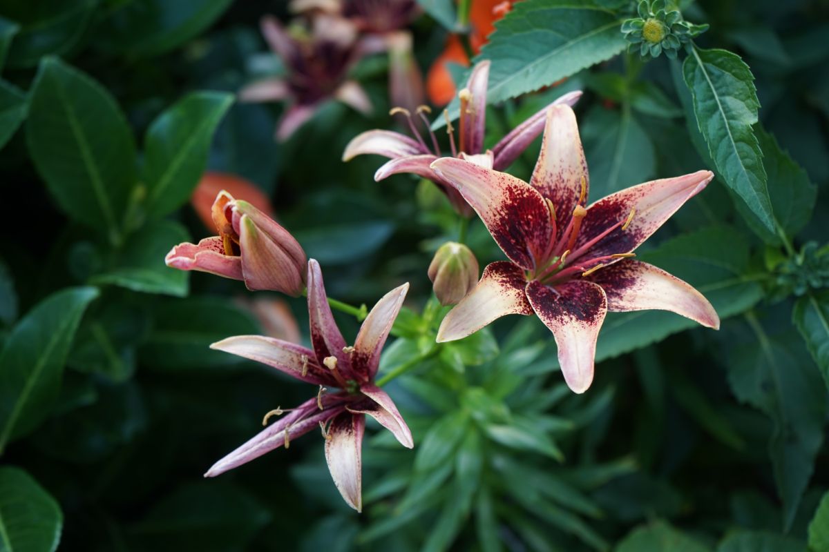 Bi-colored lily flowers, mauve and dark burgundy