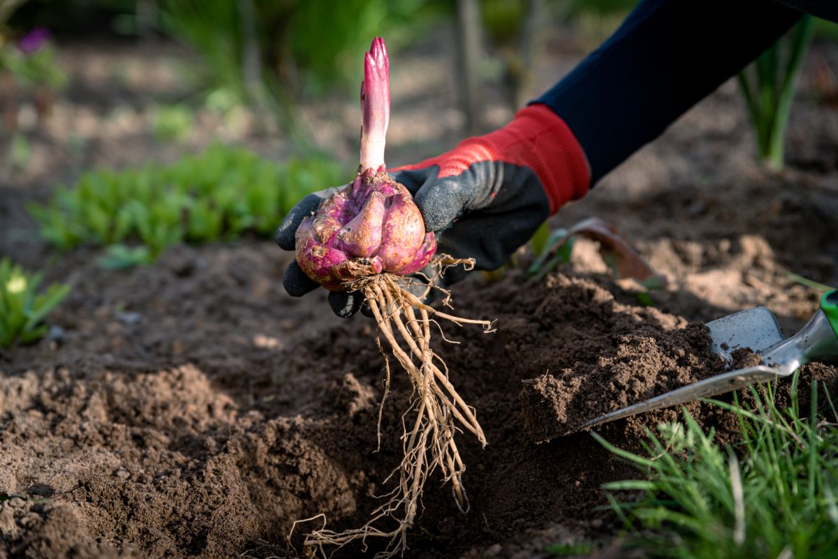 A gardener digs up a lily to collect bulblets