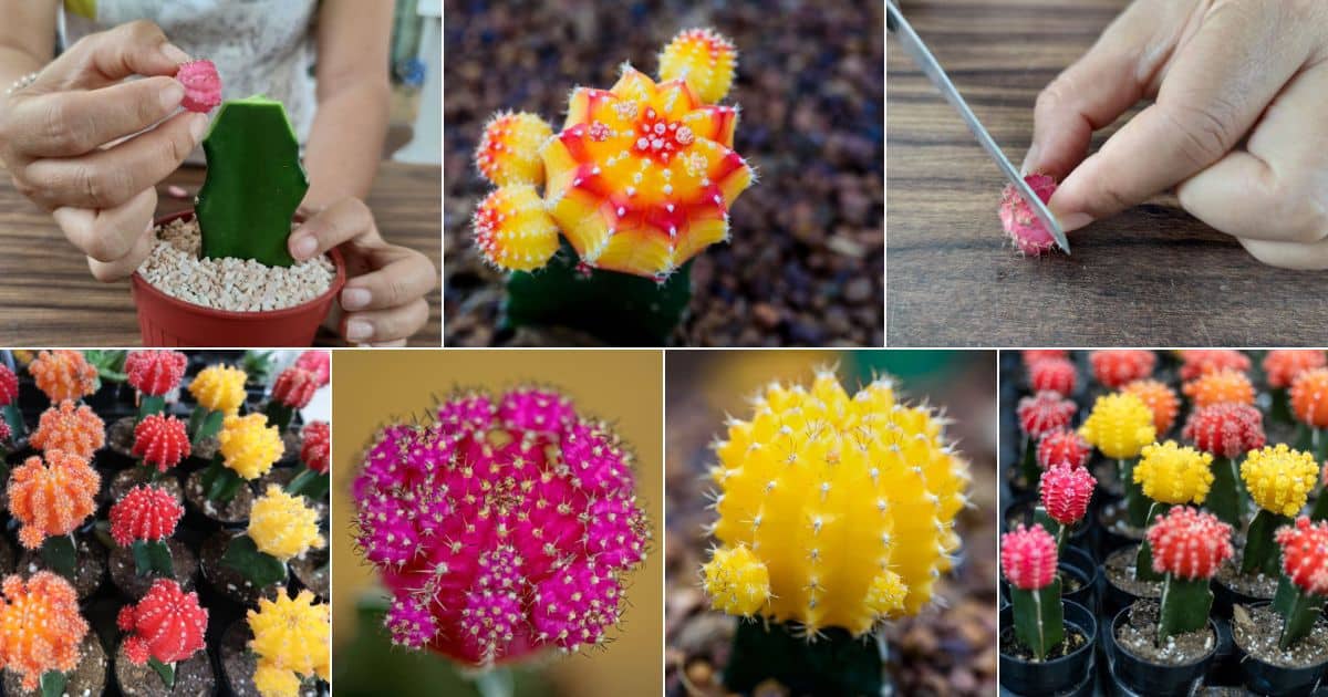 Moon Cactus (Gymnocalycium mihanovichii) Growing Guide - Gardening