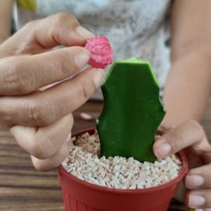 A gardener grafting a moon cactus in a small pot.