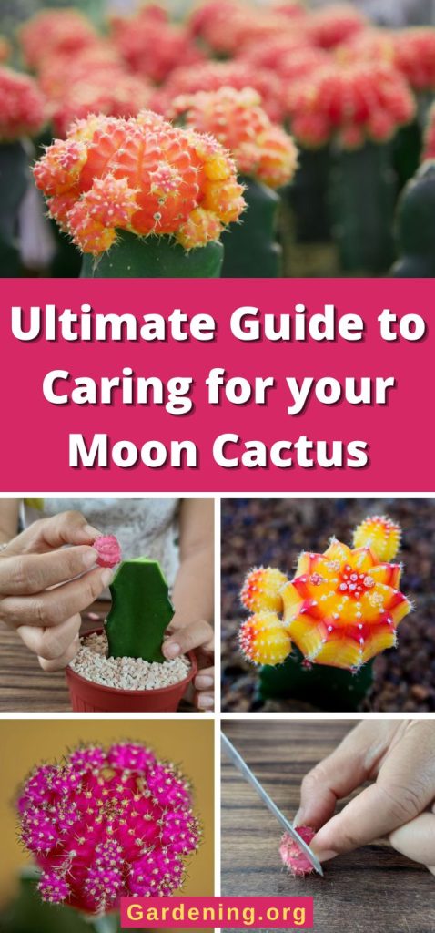 Ultimate Guide to Caring for your Moon Cactus pinterest image.