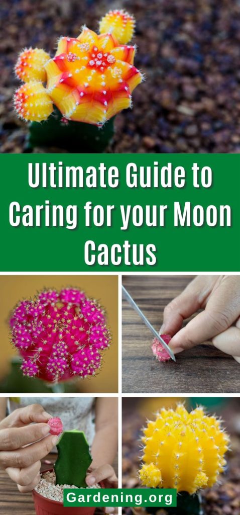 Ultimate Guide to Caring for your Moon Cactus pinterest image.