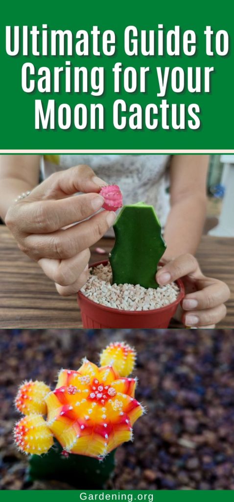 Ultimate Guide to Caring for your Moon Cactus pinterest image.